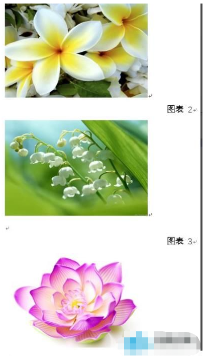 word图片怎么统一调整大小插图4